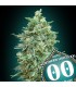 Auto Northern Lights XXL   5 u. fem. 00 Seeds