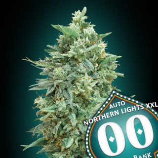 Auto Northern Lights XXL  25 u. fem. 00 Seeds