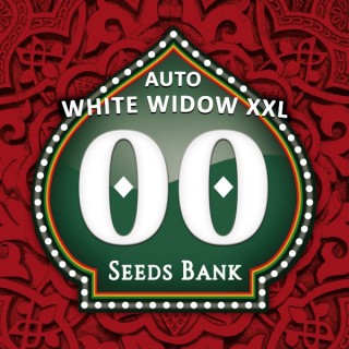 Auto White Widow XXL 100 u. fem. 00 Seeds