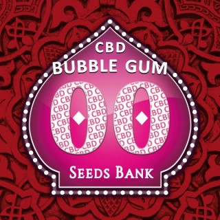Bubble Gum CBD   5 u. fem. 00 Seeds
