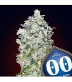 Auto 00 Kush   5 u. fem. 00 Seeds