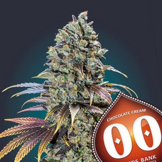 Chocolate Cream   5 u. fem. 00 Seeds