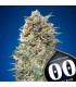 California Kush   5 u. fem. 00 Seeds