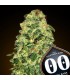 Auto California Kush   5 u. fem. 00 Seeds