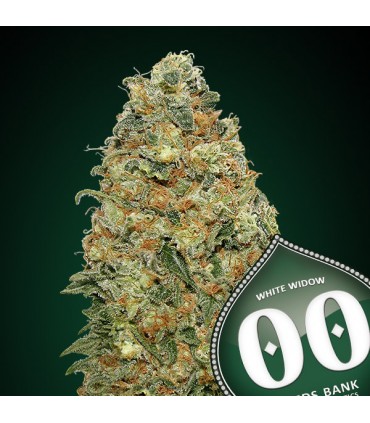 White Widow   5 u. fem. 00 Seeds