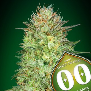 Auto Sweet Critical   5 u. fem. 00 Seeds