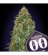 Blueberry   5 u. fem. 00 Seeds