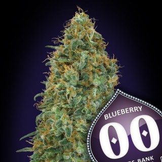 Blueberry   5 u. fem. 00 Seeds