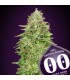Critical Poison Fast   5 u. fem. 00 Seeds