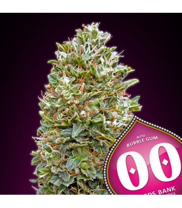 Auto Bubble Gum 100 u. fem. 00 Seeds