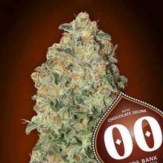 Auto Chocolate Skunk  25 u. fem. 00 Seeds
