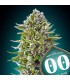 Auto Northern Lights  25 u. fem. 00 Seeds