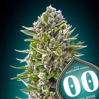 Auto Northern Lights 100 u. fem. 00 Seeds