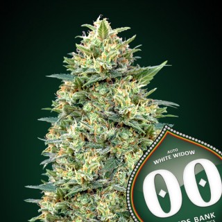 Auto White Widow  25 u. fem. 00 Seeds