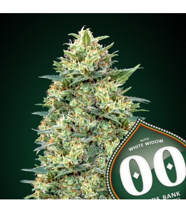 Auto White Widow  25 u. fem. 00 Seeds
