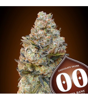 Chocolate Skunk 100 u. fem. 00 Seeds