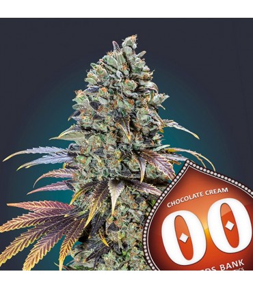 Chocolate Cream 100 u. fem. 00 Seeds