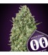 Critical Poison  25 u. fem. 00 Seeds