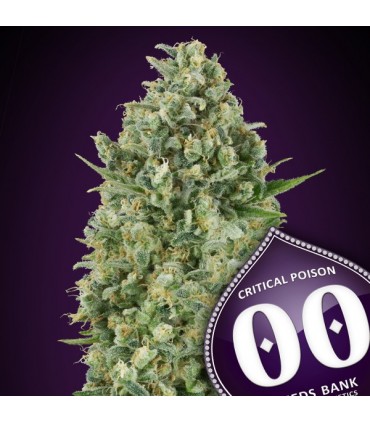 Critical Poison  25 u. fem. 00 Seeds