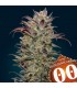 Auto Chocolate Cream   5 u. fem. 00 Seeds