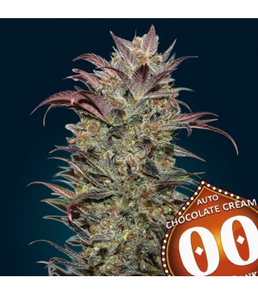 Auto Chocolate Cream   5 u. fem. 00 Seeds