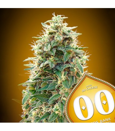 Auto 00 Cheese 100 u. fem. 00 Seeds