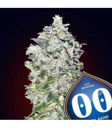 Auto 00 Kush  25 u. fem. 00 Seeds