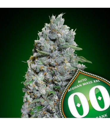 Auto Afghan Mass XXL 100 u. fem. 00 Seeds