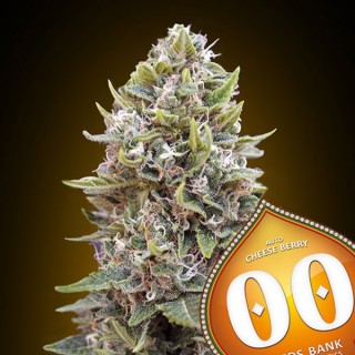 Auto Cheese Berry  25 u. fem. 00 Seeds