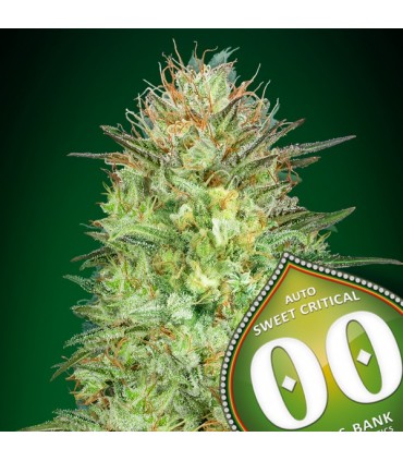 Auto Sweet Critical 100 u. fem. 00 Seeds