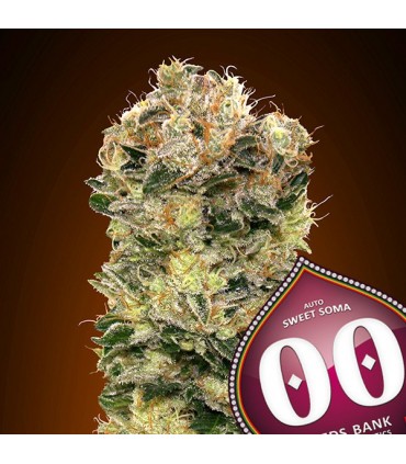 Auto Sweet Soma  25 u. fem. 00 Seeds