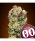 Auto Sweet Soma 100 u. fem. 00 Seeds