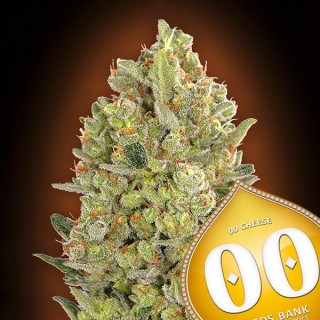 00 Cheese  25 u. fem. 00 Seeds