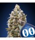 00 Kush  25 u. fem. 00 Seeds