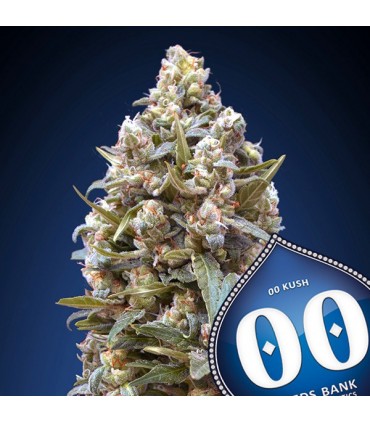 00 Kush  25 u. fem. 00 Seeds