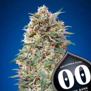California Kush  25 u. fem. 00 Seeds