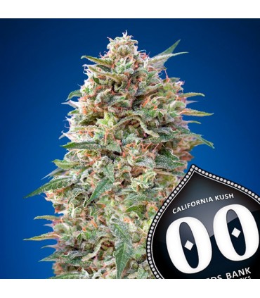 California Kush  25 u. fem. 00 Seeds