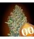 Cheese Berry  25 u. fem. 00 Seeds