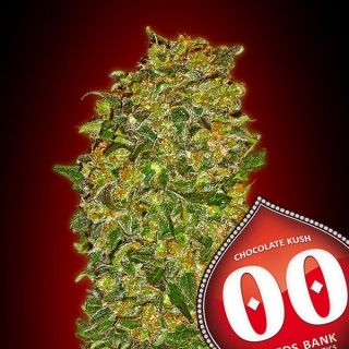 Chocolate Kush 100 u. fem. 00 Seeds