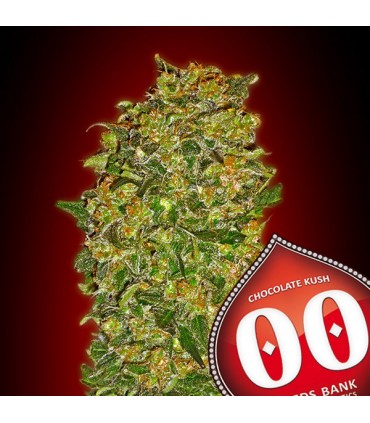Chocolate Kush 100 u. fem. 00 Seeds