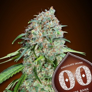 Chocolate Skunk CBD  25 u. fem. 00 Seeds