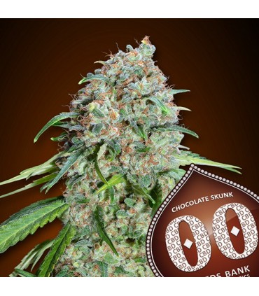 Chocolate Skunk CBD  25 u. fem. 00 Seeds