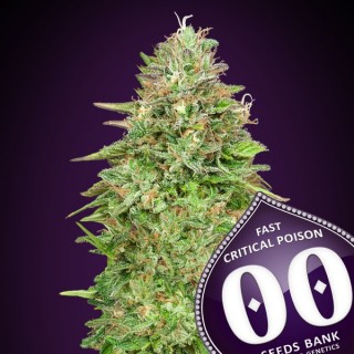 Critical Poison Fast 100 u. fem. 00 Seeds