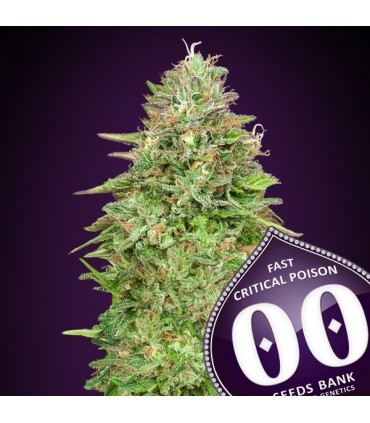 Critical Poison Fast 100 u. fem. 00 Seeds