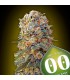 Sweet Critical  25 u. fem. 00 Seeds