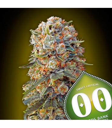 Sweet Critical  25 u. fem. 00 Seeds