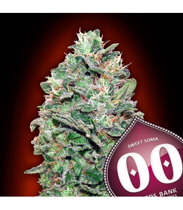 Sweet Soma  25 u. fem. 00 Seeds