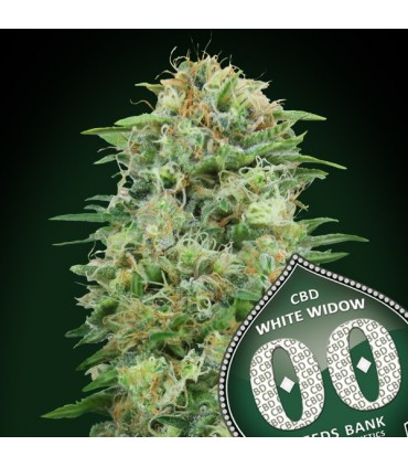 White Widow CBD 100 u. fem. 00 Seeds
