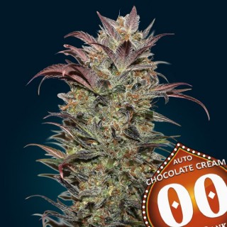 Auto Chocolate Cream  25 u. fem. 00 Seeds