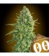 Auto Do-Si-Dos Cookies  25 u. fem. 00 Seeds